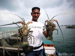 Effendi Gazali: Tak Ada Larangan Budi Daya Lobster di Negara Lain!