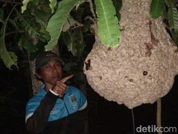 Awas! Koloni Tawon Predator Vespa di Klaten Kembali Mengancam Warga