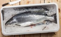 7 Tips Aman Menyimpan Ikan di Kulkas Agar Tetap Segar