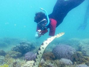Foto: Aksi 7 Nenek Lacak Ular Mematikan Foto: Aksi 7 Nenek Lacak Ular Mematikan