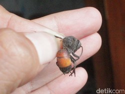 Antisipasi Tawon Vespa, Damkar Medan Gencarkan OTT Sarang Tawon