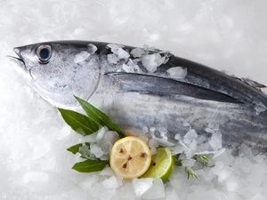 4 Cara Membekukan Ikan agar Tidak Mudah Hancur dan Tetap Enak