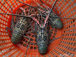 Bukan Barang Baru, Penyelundupan Benih Lobster Sudah ada Sejak 2010