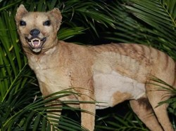 Heboh Penampakan Harimau Tasmania