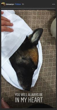 Anjing Bima Aryo yang bernama Sparta, mati.