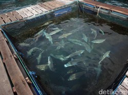 Jepang Mau Investasi Budidaya Ikan di Natuna, 2021 Mulai Produksi