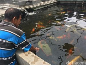 Peternak Ikan Koi di Mojokerto Rugi Rp 10 Juta Akibat Cuaca Panas
