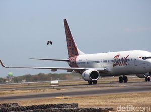 Ini yang Dilakukan Bandara Juanda Cegah Bird Strike