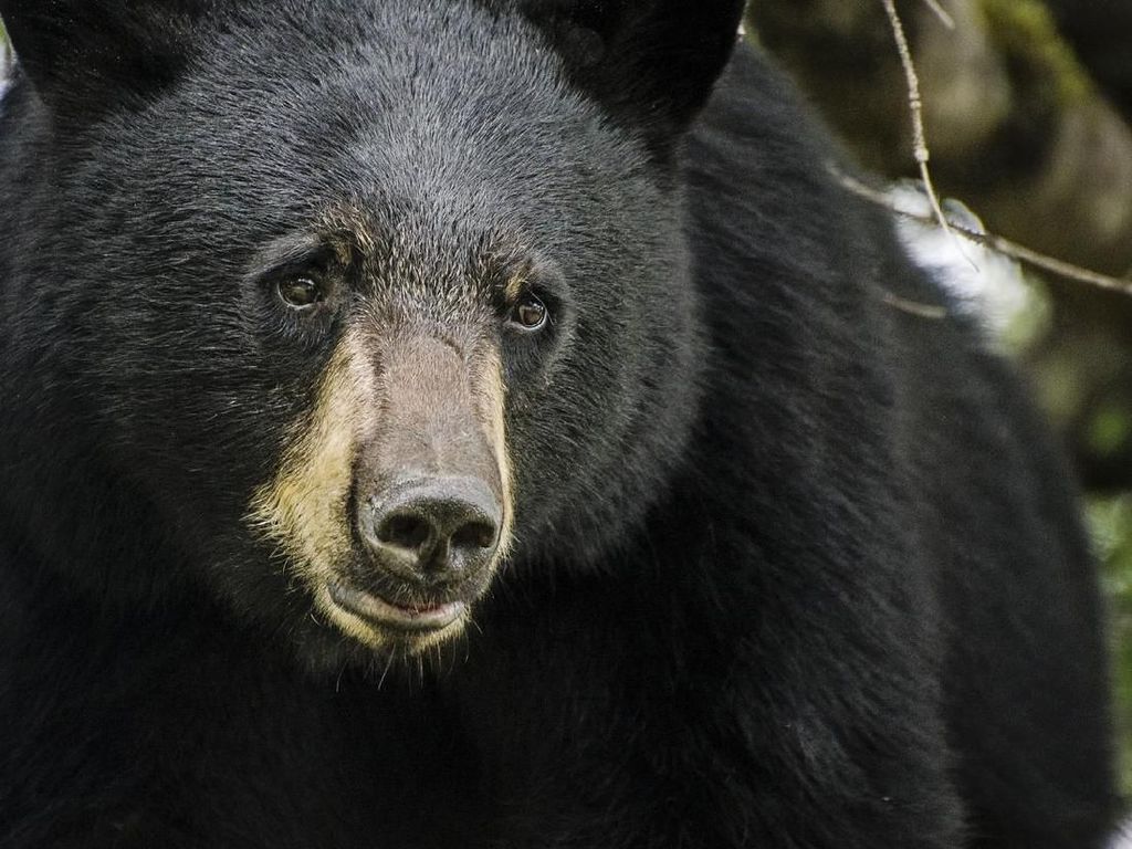 Turis Dibuat Kaget, Ada Beruang Hitam Berkeliaran di Penginapan