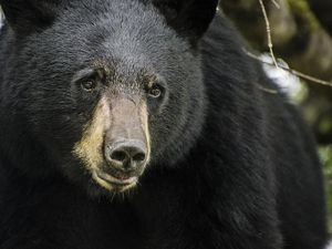 Kelakuan Turis Ceroboh, Colek Beruang Berakhir Berlarian Kelakuan Turis Ceroboh, Colek Beruang Berakhir Berlarian