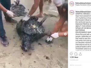 Viral! Penyu-penyu Ini Hampir Mati Kena Tumpahan Minyak