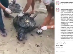 Viral! Penyu-penyu Ini Hampir Mati Kena Tumpahan Minyak