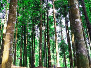 Pohon Damar Pohon Damar