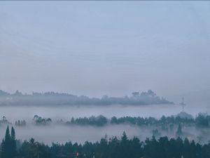 fog in the beauty of forest fog in the beauty of forest