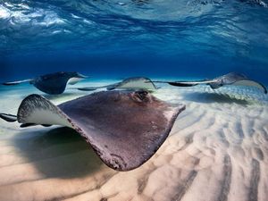 MengenaI Lebih Dalam Ikan Pari: Ini Ciri-ciri, Jenis, dan Nama Ilmiahnya MengenaI Lebih Dalam Ikan Pari: Ini Ciri-ciri, Jenis, dan Nama Ilmiahnya