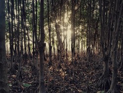 Mangrove forest