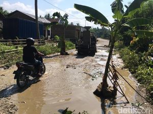 Protes Jalan Rusak, Warga Polman Sulbar Tanam Batang Pohon di Jalanan
