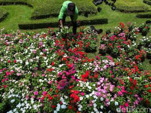 Yuk Intip Bunga Warna-warni di Taman Medan Merdeka Selatan