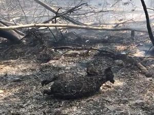 Ratusan Koala Langka di Australia Dikhawatirkan Mati dalam Kebakaran Hutan