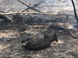 Ratusan Koala Langka di Australia Dikhawatirkan Mati dalam Kebakaran Hutan