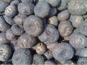 Kiprah Porang Asal RI: Awalnya Tak Dilirik, Kini Diekspor hingga Eropa