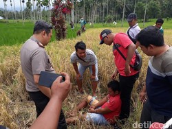 Edarkan Ganja, Residivis Narkoba di Sumut Ditembak Polisi