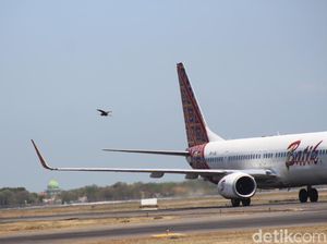 Mengenal Bird Strike yang Diduga Penyebab Kecelakaan Jeju Air Mengenal Bird Strike yang Diduga Penyebab Kecelakaan Jeju Air