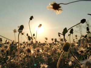 Sunset Jakarta Sunset Jakarta
