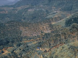 charm in the universe charm in the universe