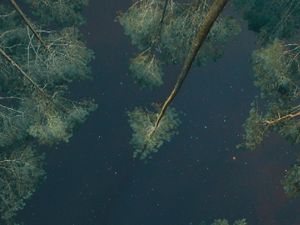 Pesona Hutanku dalam gemerlap bintang Pesona Hutanku dalam gemerlap bintang