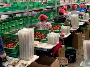 Datanglah ke Australia: Pengadilan Batalkan Pajak Backpacker