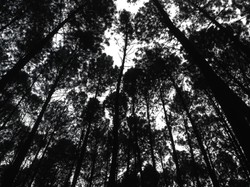 Pelestarian Alam Sudah Ada Sejak Zaman Rasulullah