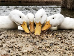 5 Mitos Dibalik Lezatnya Olahan Bebek, Masih Percaya?