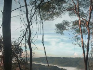 Nuansa Pagi Hutan Mangunan Nuansa Pagi Hutan Mangunan