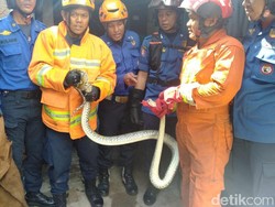 Ngumpet di Balik Lemari, Ular Piton Bikin Panik Warga Makassar