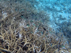 Proyek Padat Karya Kebun Karang di Bali Bakal Serap 11 Ribu Pekerja