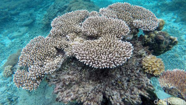 Pesona Keindahan Bawah Laut Pulau Senoa di Natuna