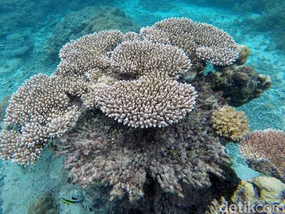 Pesona Keindahan Bawah Laut Pulau Senoa di Natuna