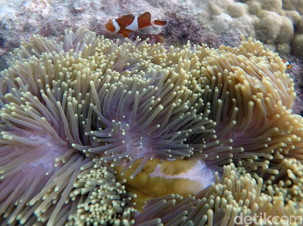 Fenomena Ledakan Kehidupan di Great Barrier Reef Australia