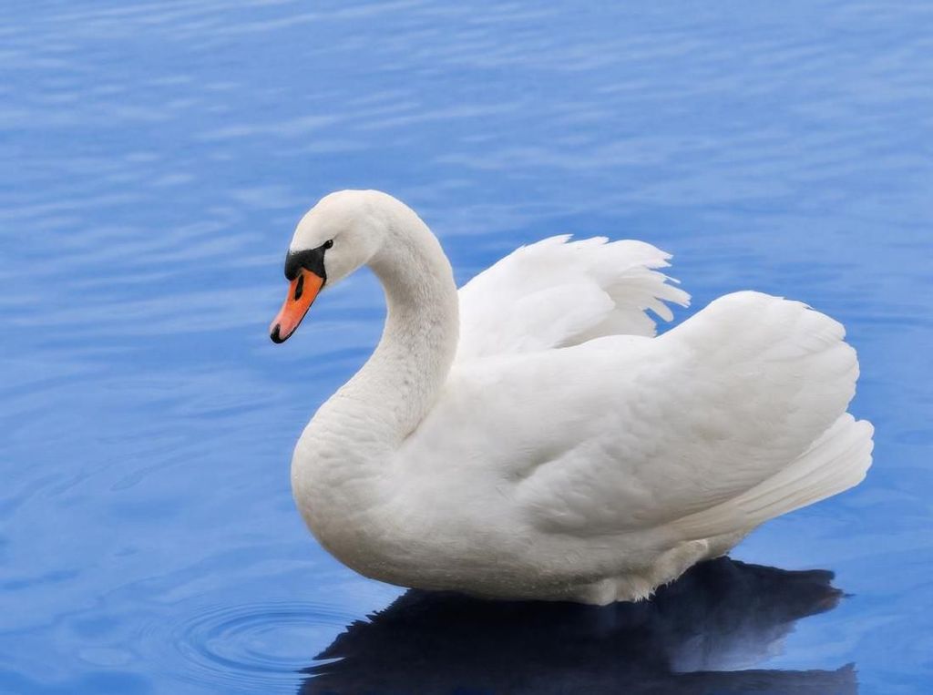 Mewah Tapi Dikecam, 5 Daerah Ini Larang Warganya Santap Foie Gras Mewah Tapi Dikecam, 5 Daerah Ini Larang Warganya Santap Foie Gras