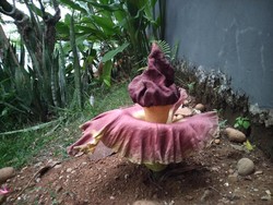 Sempat Dikira Bengkuang, Suweg di Perumahan Cilebut Bikin Kaget Warga