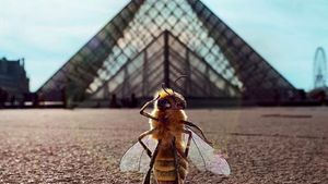 Foto: Cuma di Prancis, Ada Lebah Jadi Influencer Wisata