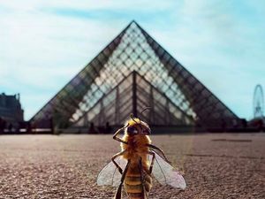 Foto: Cuma di Prancis, Ada Lebah Jadi Influencer Wisata