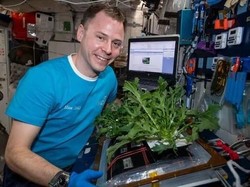 Wah, NASA Berhasil Panen Selada di Luar Angkasa!