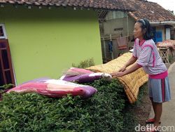 Cegah Persebaran Penyakit, Warga di Banjarnegara Jemur Kasur Masal