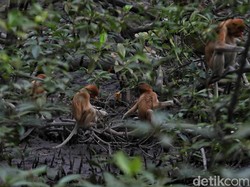 Main-main ke Rumah Bekantan, si Hidung Besar dari Kalimantan