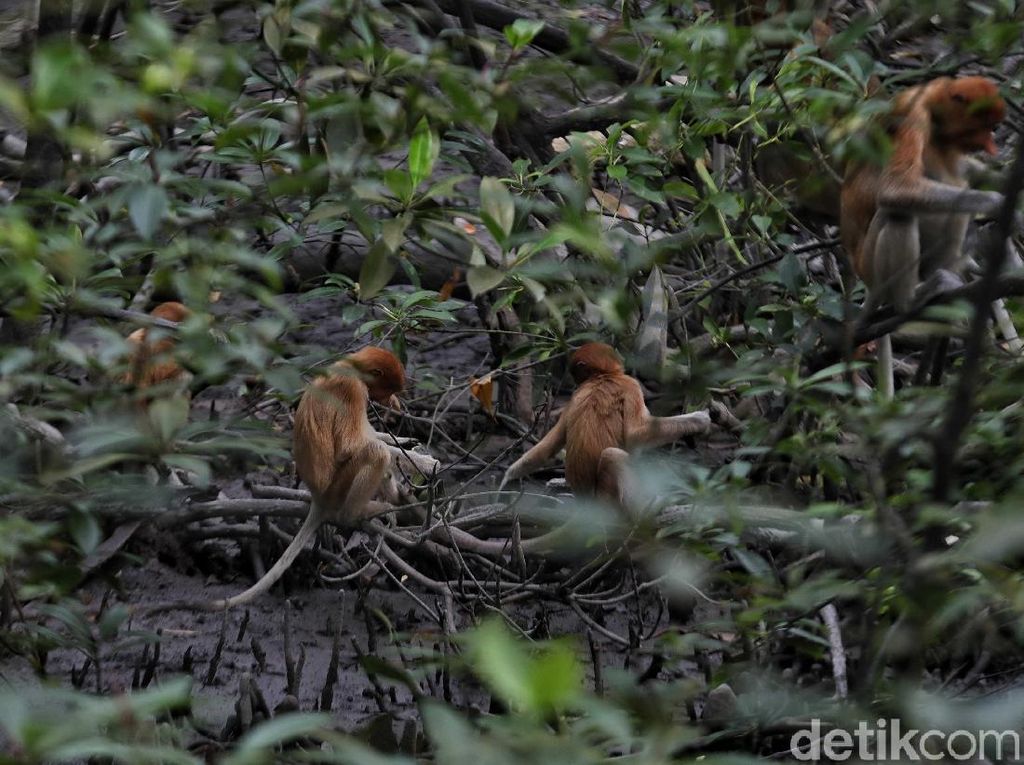 Main-main ke Rumah Bekantan, si Hidung Besar dari Kalimantan Main-main ke Rumah Bekantan, si Hidung Besar dari Kalimantan