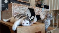 Gemas! Kafe Bertema Kucing Ini Sangat Cocok Buat Pecinta Kucing
