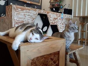 Gemas! Kafe Bertema Kucing Ini Sangat Cocok Buat Pecinta Kucing