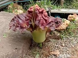 Bau Menyengat Dikira Mayat, Ternyata Bunga Bangkai